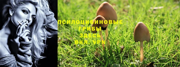 индика Белокуриха