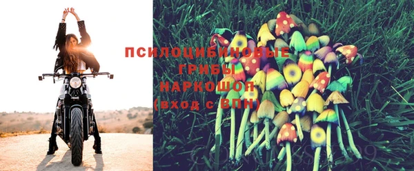 индика Белокуриха